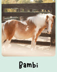 Trading Cards
