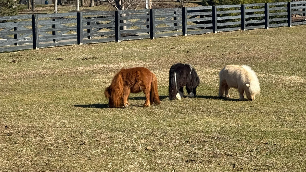 R R Ranch R&R Ranch Miniature Horse Sanctuary – R&R Ranch Miniature Horse Sanctuary