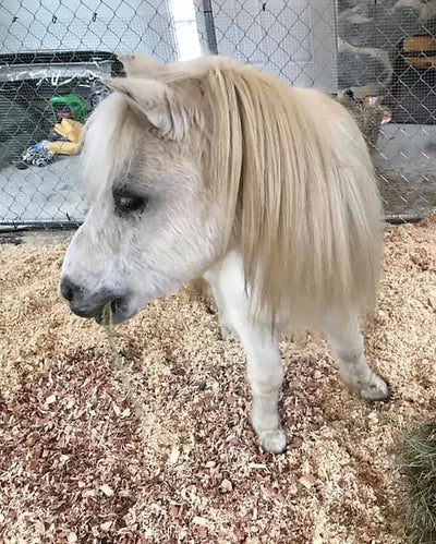 R R Ranch Banks – R&R Ranch Miniature Horse Sanctuary