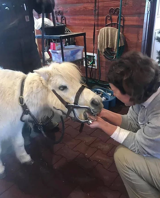 R R Ranch Banks – R&R Ranch Miniature Horse Sanctuary