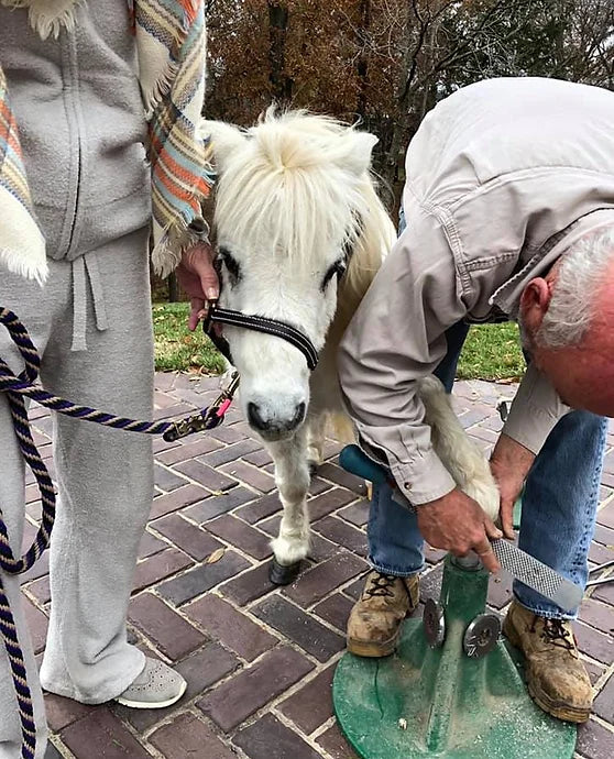 R R Ranch Banks – R&R Ranch Miniature Horse Sanctuary