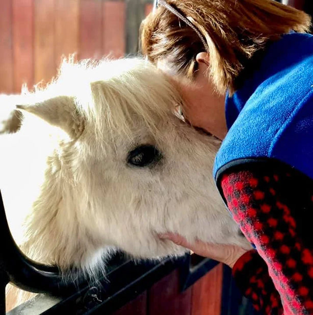 R R Ranch Banks – R&R Ranch Miniature Horse Sanctuary
