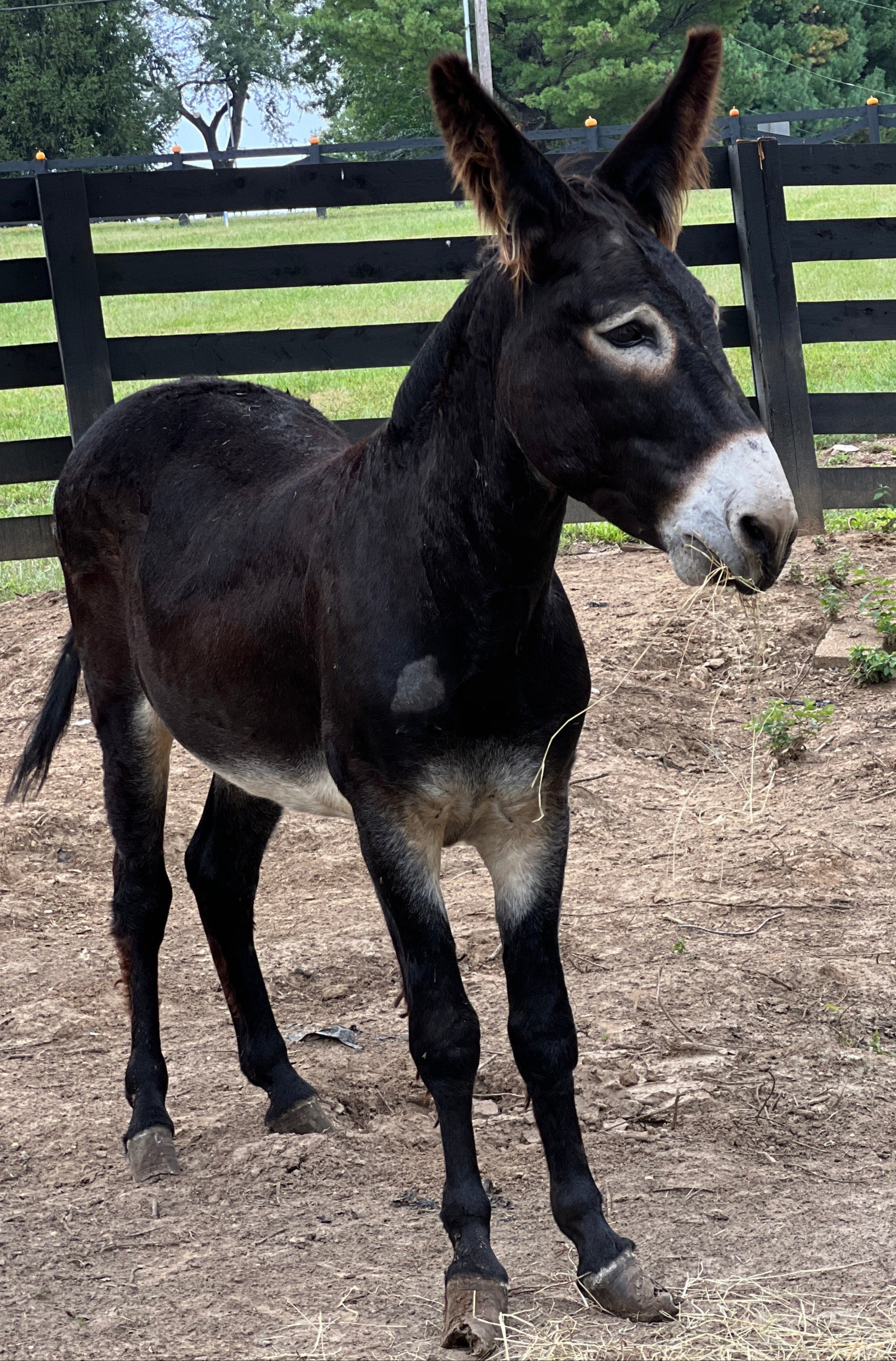 Meet Our Minis – R&R Ranch Miniature Horse Sanctuary