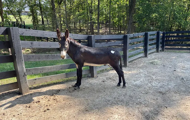 Eugene Ranch Eugene – R&R Ranch Miniature Horse Sanctuary