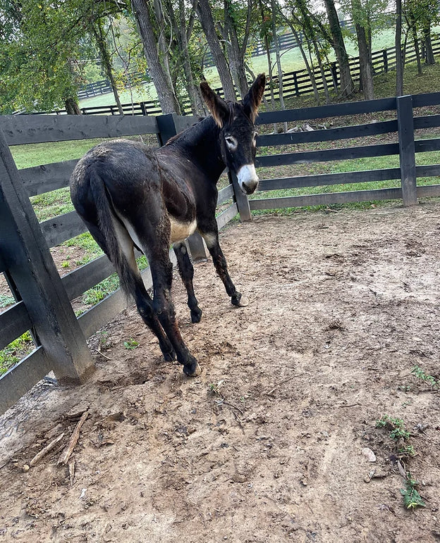 Eugene Ranch Eugene – R&R Ranch Miniature Horse Sanctuary