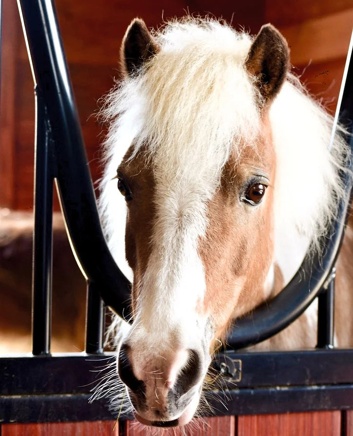 R R Ranch Bambi and Milton – R&R Ranch Miniature Horse Sanctuary