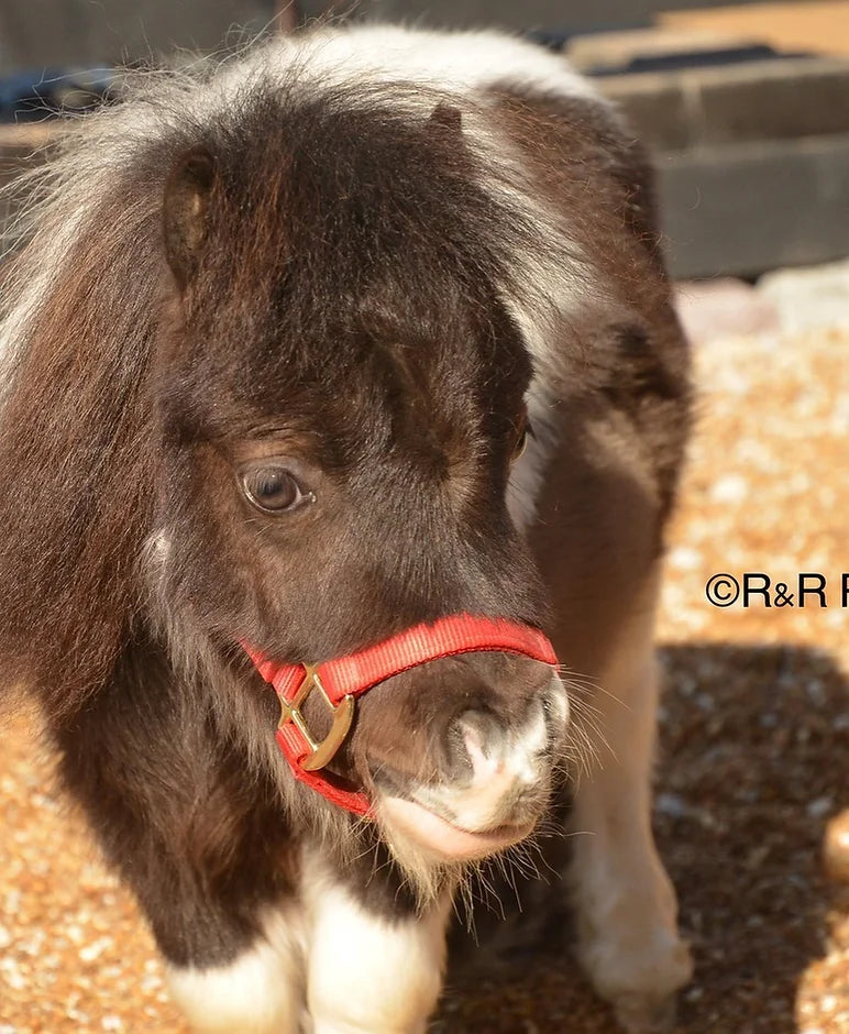 R R Ranch Meet Our Minis – R&R Ranch Miniature Horse Sanctuary